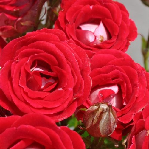 Online rózsa vásárlás - Vörös - Fehér - virágágyi floribunda rózsa - diszkrét illatú rózsa - Rosa Schöne Koblenzerin ® - W. Kordes & Sons - Érdekes, apró virágai nagy csokrokban nyílnak kompakt növekedésű bokrain.